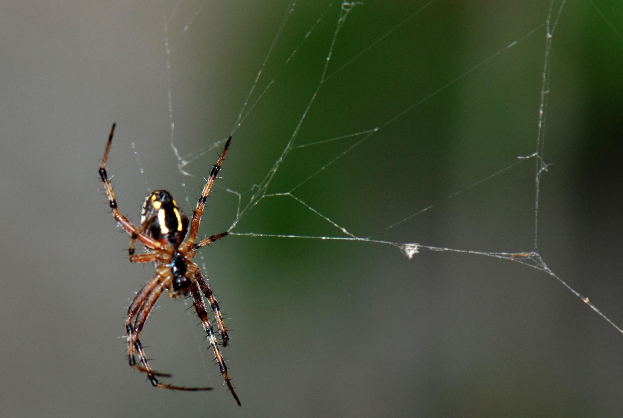 Araneidae (Neoscona adiantha?)